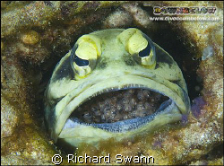 Giant Jawfish brooding eggs. Nikon D2x, 60mm lens manual ... by Richard Swann 